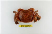 藏品(字紋弓蟹)的圖片